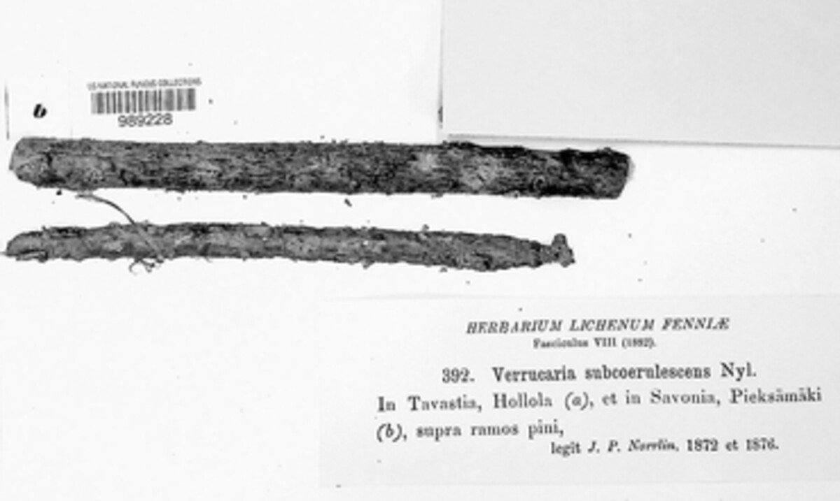 Mycoglaena subcoerulescens image